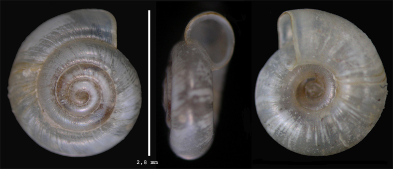 Helicodiscus singleyanus